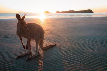 Kangourou sur la plage sur Martin Wasilewski