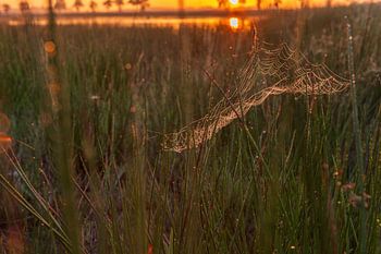 spinnenweb zonsopgang