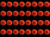 Dahlias 's rouge - orange