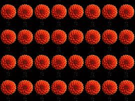 Dahlias 's red - orange by Henriette Tischler van Sleen