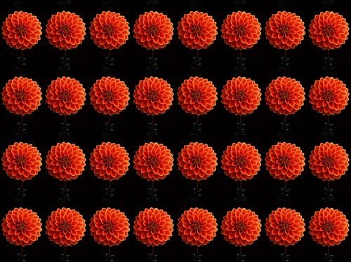 Dahlias 's rouge - orange