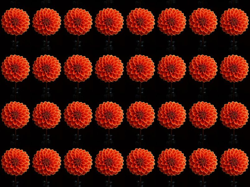 Dahlien &#039;s rot - orange von Henriette Tischler van Sleen