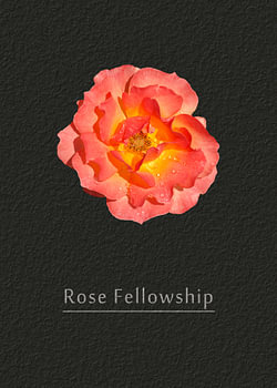 Rose Freundschaft