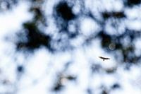 Buizerd tussen de bladeren!