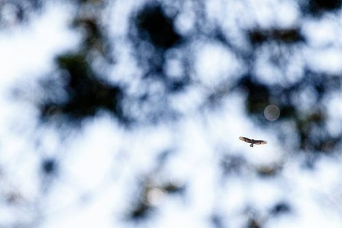 Buizerd tussen de bladeren!