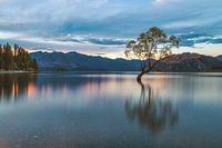 Neuseeland Wanaka Tree am Abend