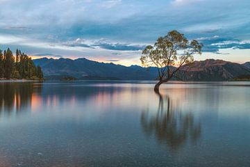 Neuseeland Wanaka Tree am Abend von Jean Claude Castor