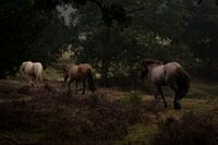 Struinende paarden door de regen.