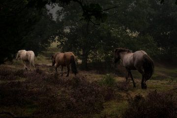 Struinende paarden door de regen. van justus oostrum