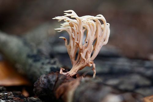 Koraal achtige paddenstoel in Elswout