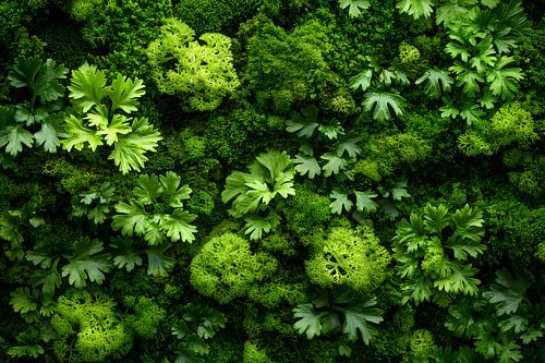 Mos Schilderij | Groen Schilderij | Moscirkel