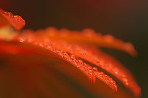 Gerbera macrofotografie bloemen