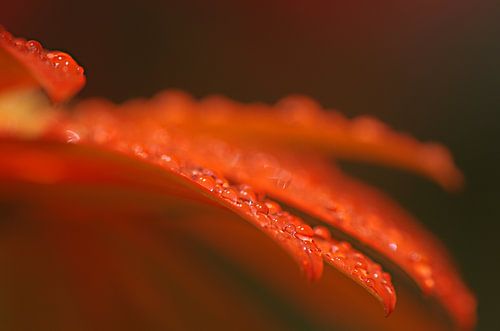 Gerbera macrofotografie bloemen