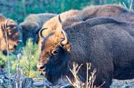 Wysent (europese Bison) in de maashorst van Kevin Pluk thumbnail