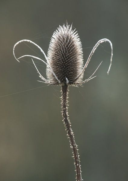 Globe by Harry Punter