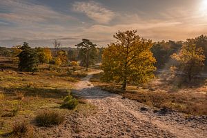 Brunssummerheide pendant l'heure d'or de l'automne