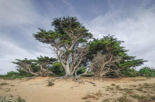 Pines in the dunes