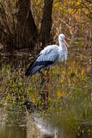 Cigogne