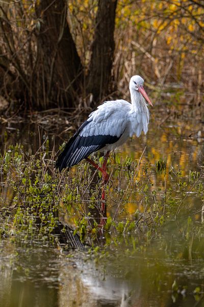 Storch von Sanne Voortman