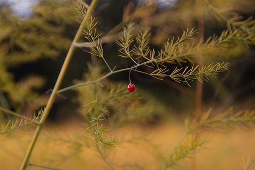 eenzaam aspergebesje