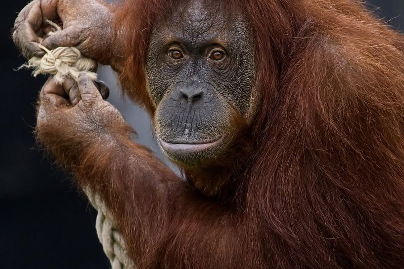 Portret van een Orang-oetan van Robert Jan Smit