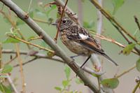 Stonechat young