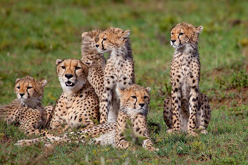 Cheetah familie van Peter Michel