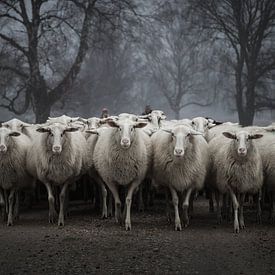 Vorsicht vor den Schafen von SEE ME fotografie