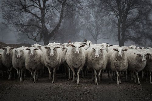 Beware of the sheep