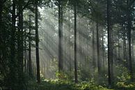 Forest view on autumn morning  by Klaas Dozeman thumbnail