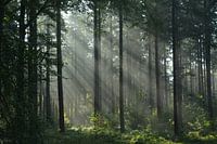 Forest view on autumn morning 