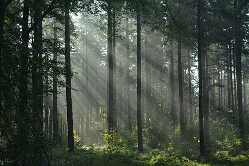 Morgenstimmung im Wald