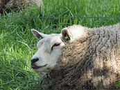 Lying sheep in pasture by Annie Lausberg-Pater thumbnail