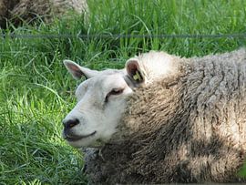 Lying sheep in pasture by Annie Lausberg-Pater