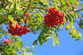 Flowering rowan berries