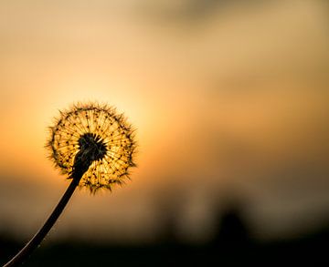 Paardenbloem in tegenlicht met het ondergaande zonnetje van Hans de Waay