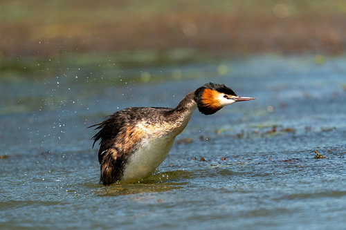 Breaking the Surface von Johannes Jongsma