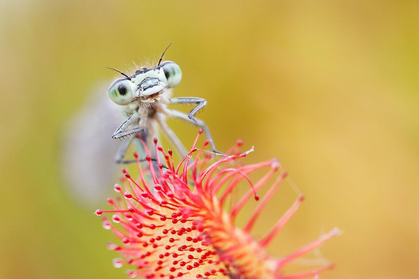 Gevangen! par Pim Leijen