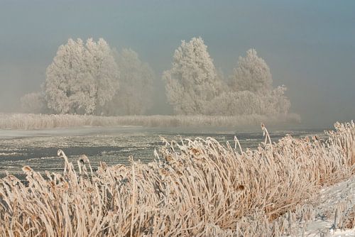 Winter landschap in Noordholland