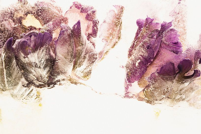 Papagei-Tulpen Pink in Eis 2 von Marc Heiligenstein