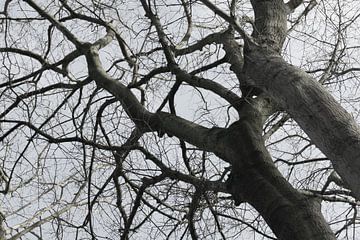 Alter Baum von Carla Mesken-Dijkhoff