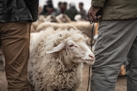 Schaf auf dem Kamelmarkt in Guelmim, Marokko