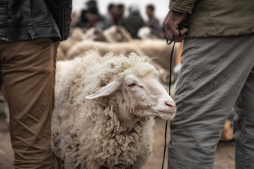 Schaap op kamelenmarkt in Guelmim Marokko