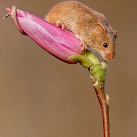 Maus auf einer Magnolienknospe von Paula Ketz