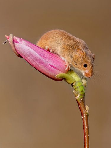Maus auf einer Magnolienknospe von Paula Ketz