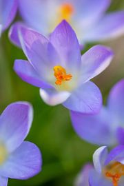 Crocus pourpres