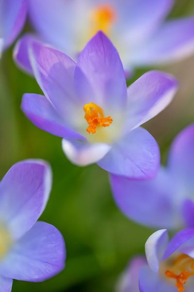 Crocus pourpres par Henk Groenewoud