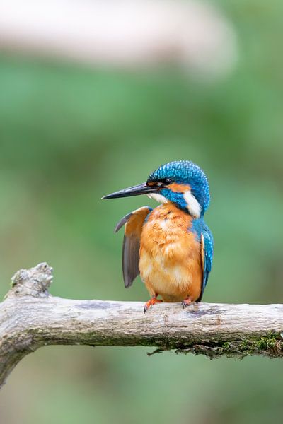 IJsvogel (Alcedo atthis) van Dirk Rüter