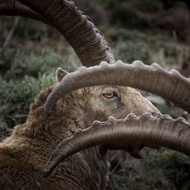 Steinbock, Auge von Dominik Imhof