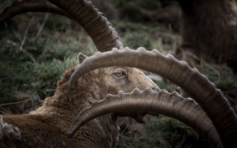 Steinbock, Auge von Dominik Imhof